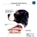 카이저 동물병원 이미지