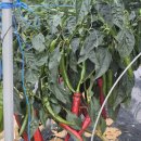 2025년햇고추 이미지