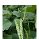 도새울마을 이미지