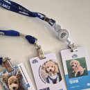 내추럴발란스 단백질 사료 헬스 프로텍션 급여후기