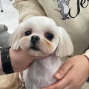 단기간에 애견미용사! 동탄 에이스애견미용학원 소개