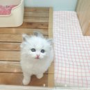 효민님의 뱅갈고양이 | 대전고양이가정분양 믿고 선택한 이유, 직접 다녀온 솔직 후기