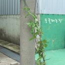 당호농장 Daum카페