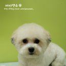 퍼피포터