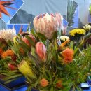 솔로몬농장 이미지