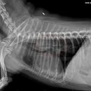 24시프라임동물병원 이미지