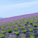 2022-06-07(화)전북정읍 허브농원 보라색 향기 가득한 라벤더 꽃길여행 트래킹 이미지
