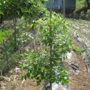 대추나무 이미지