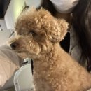 어바웃 댕댕 이미지