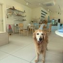 무병짱수 | 제 또 간집 마산 애견 동반 카페 무병짱수 방문 후기