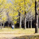 은행나무 이미지