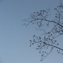 800 | 새벽 감성, 캐논 IXUS 800 (IXY 800) 후기 / 장단점 / 작례