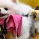 일곡동물병원 이미지