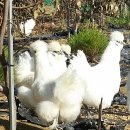 현성농장 이미지