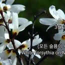 미선