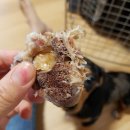 도기부기 이미지