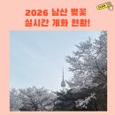 남산목장 | 2026 남산 벚꽃 실시간 개화 현황! 이번 주말이 딱 만개 절정이에요