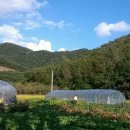 표례 Daum카페