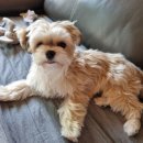 독한마캣 이미지