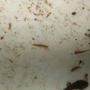 천마산 수서곤충 모니터링 1 ( 1조 )- 하루살이 유충, 날도래 유충, 잠자리 유충 이미지