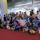 베스트 인 쇼 이미지