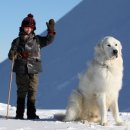 아름다운 개 이미지