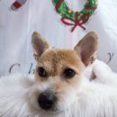 위드독스샵 이미지