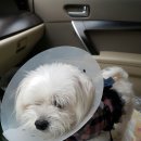 하은동물병원 이미지