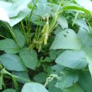 베틀농장 이미지