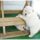 보들보들 이미지