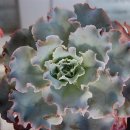 이사도라 이미지