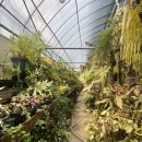 학자농원 | (희귀식물 농원 티쭈) 다녀온 기록+이것저것 식물 수다