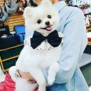 링크애견샵 이미지