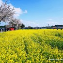 맹방유채꽃마을 이미지