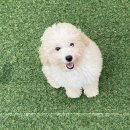 백일켄넬 이미지