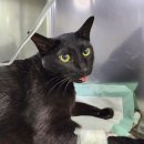 백마동물병원 이미지