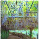 전라남도 농업박물관(구.운동장) | 보랏빛의 등나무꽃 국내 명소 TOP 10