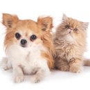 비에스케이 이미지