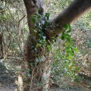 옥룡사지 이미지