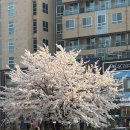 138 | 춘천 페티엉 파인다이닝 138 후기 (메뉴,가격,분위기,에약) 내돈내산