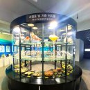 전남 해양수산과학관 아기상어 가성비 최고 아쿠아리움