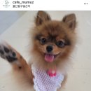 멈머즈 이미지