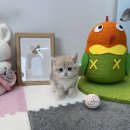 서진동물병원 | 노고산동고양이분양 랙돌미티드