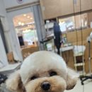 퍼피짱 대도점 이미지