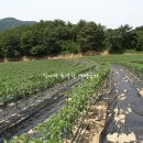 해발700m 하늘이 내린 최적의 환경에서 자라는 인제5대명품 풋고추를 키우는 새농민농장[인제5대명품/인제풋고추/인제특산물] 이미지