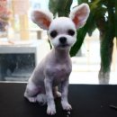 해시도그 이미지