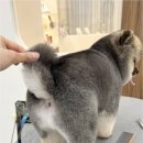우아댕댕 네이버블로그