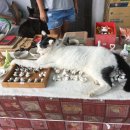 고양이 마을 이미지