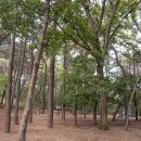 솔밭가는길 이미지