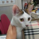 다사랑 동물병원 이미지